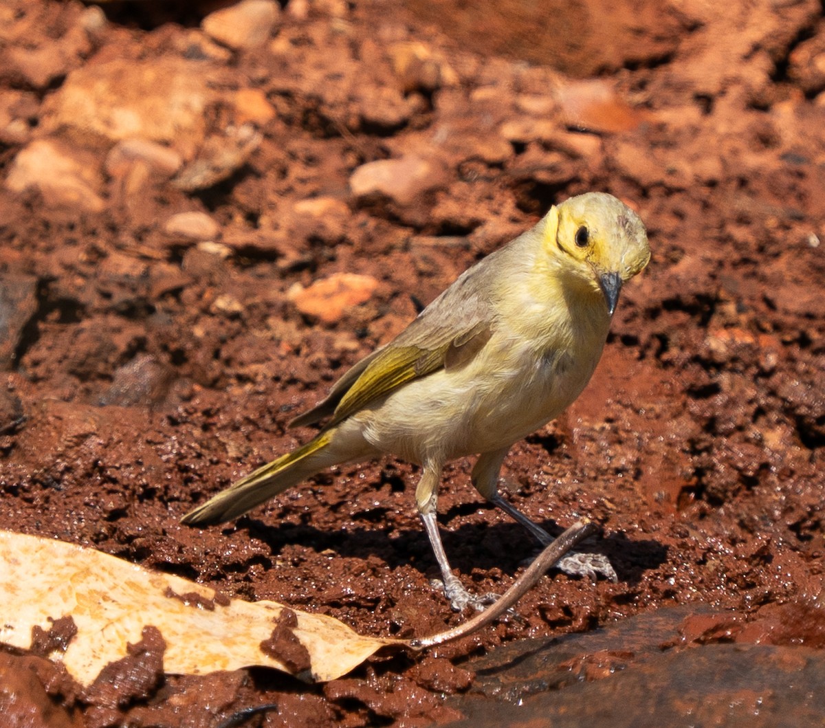 Yellow-tinted Honeyeater - ML643606433