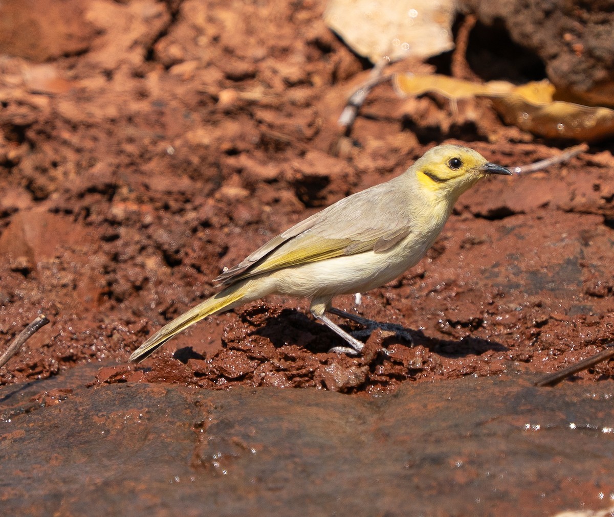 Yellow-tinted Honeyeater - ML643606434