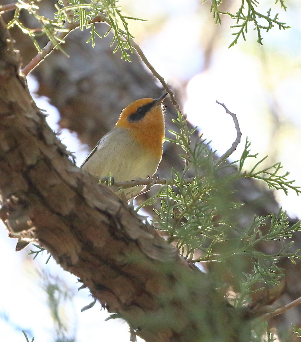 Olive Warbler - ML643606435