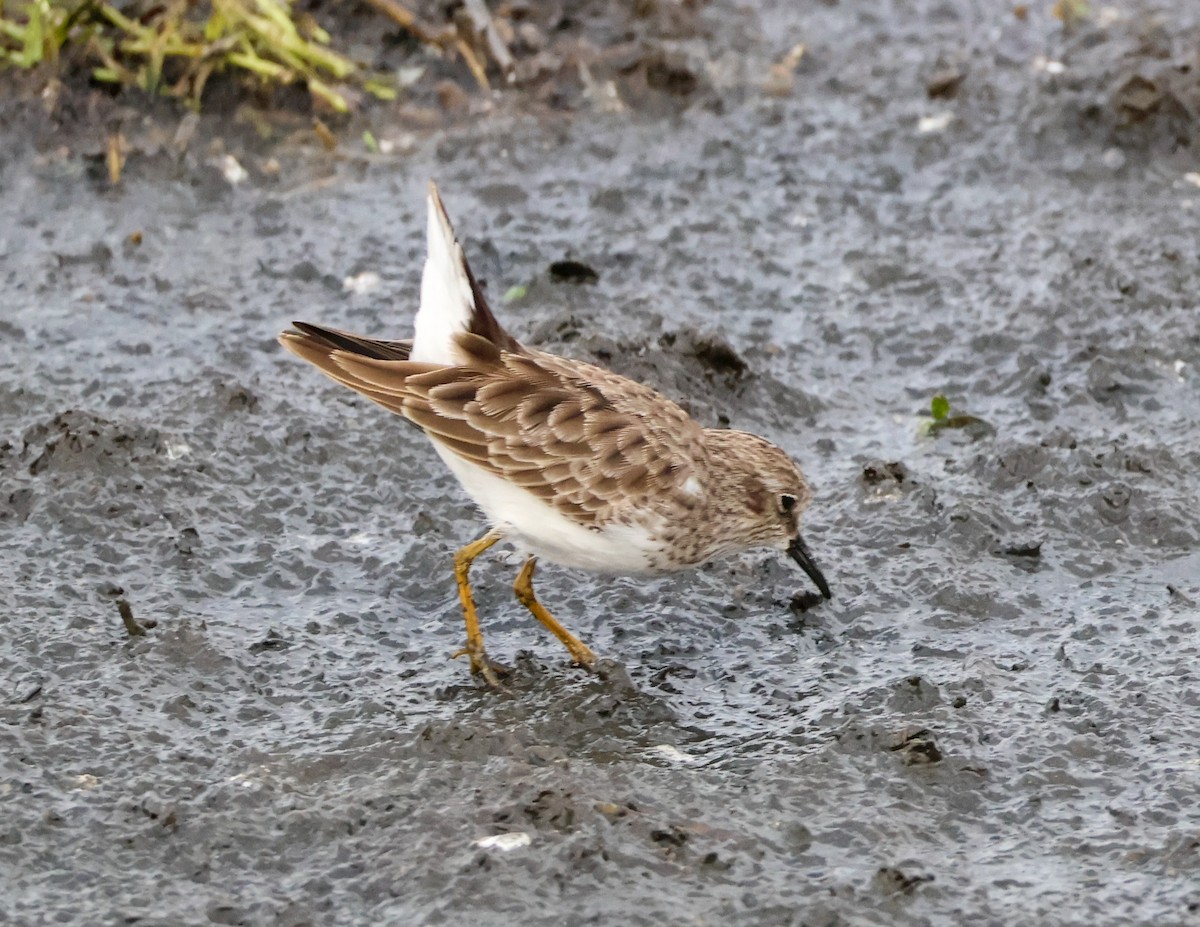 鴴形目(水鳥) - ML643606436