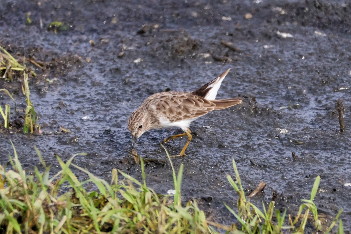 鴴形目(水鳥) - ML643606437