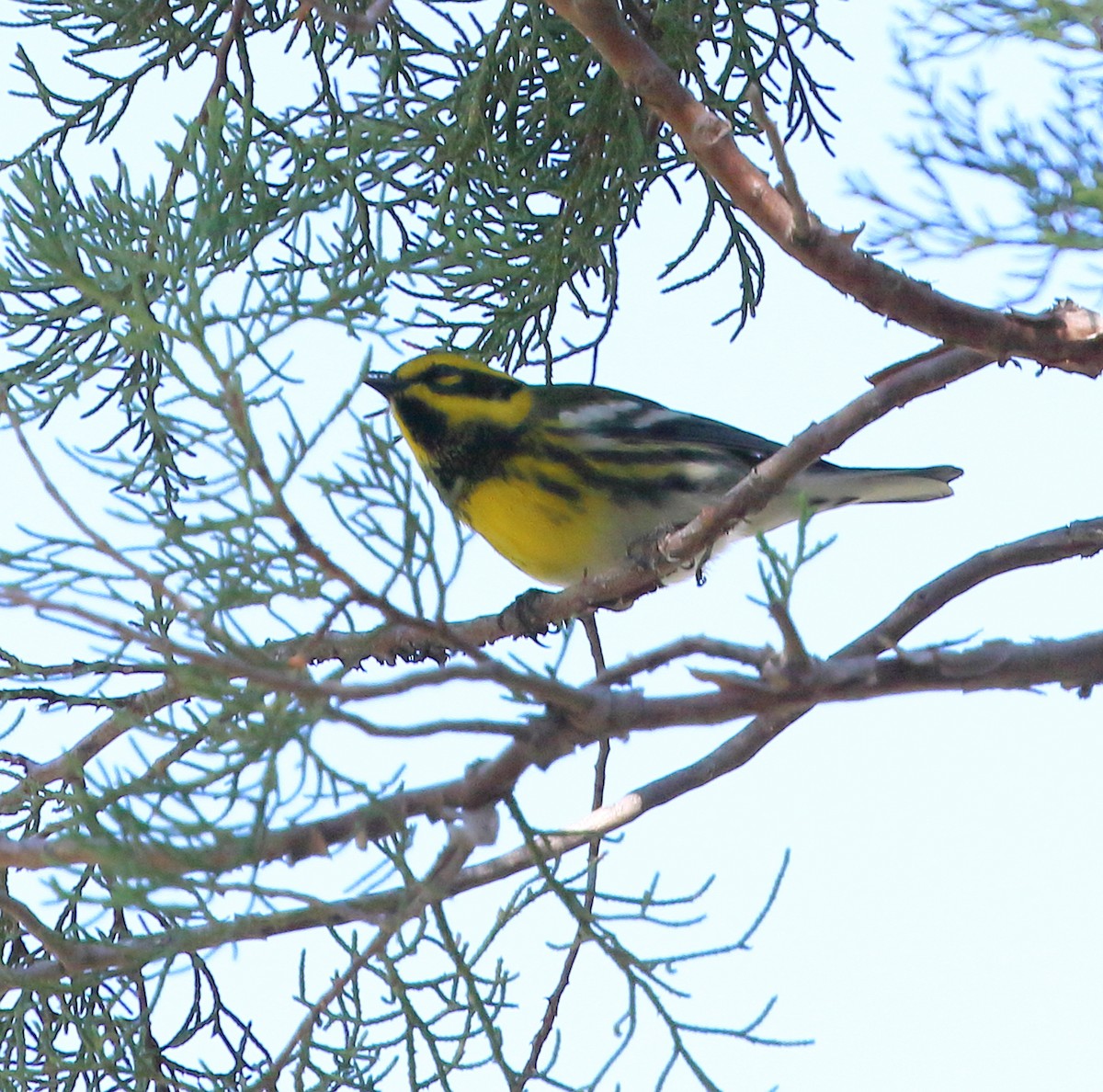 Townsend's Warbler - ML643606440