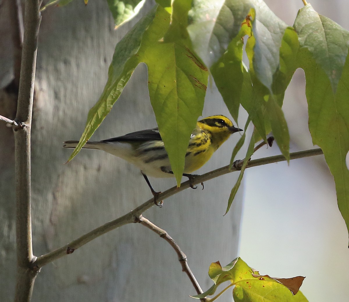 Townsend's Warbler - ML643606446