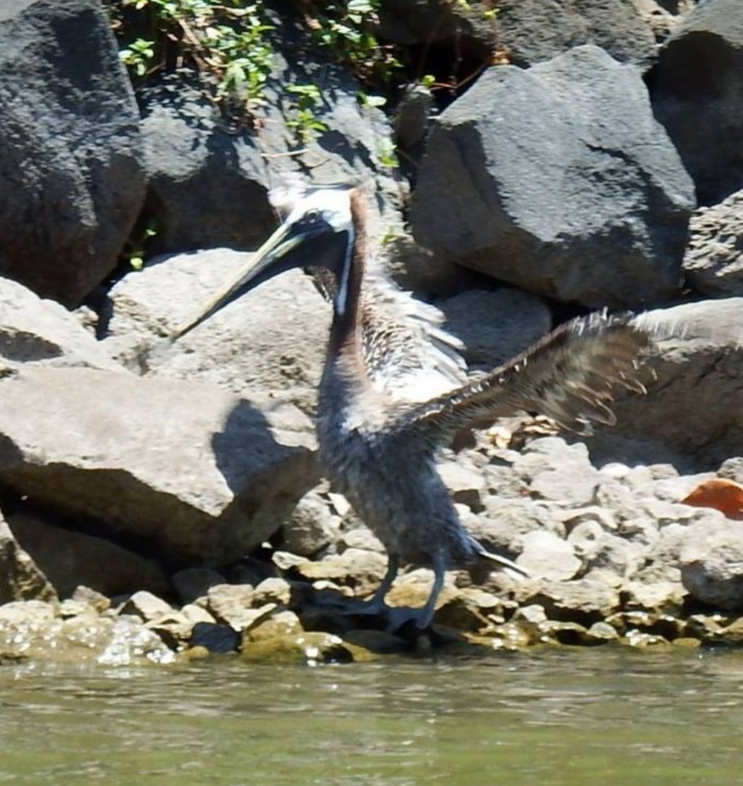 Brown Pelican - ML643606452