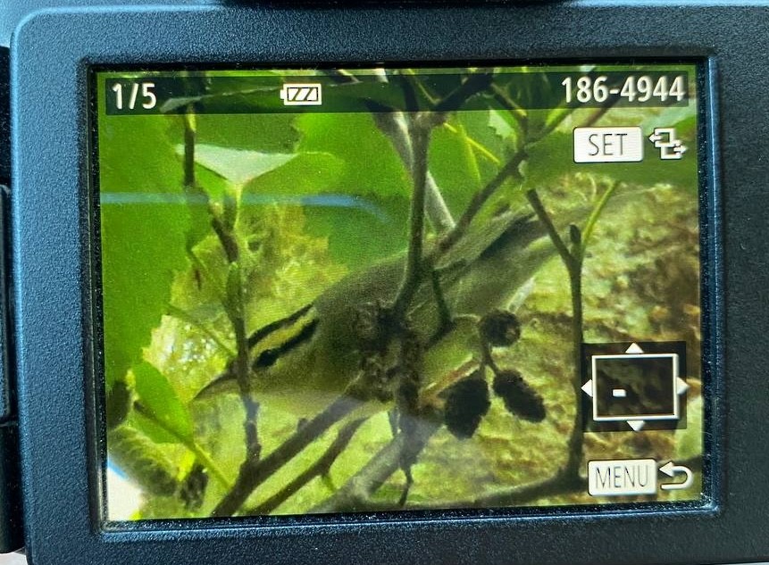 フタスジアメリカムシクイ - ML643606469