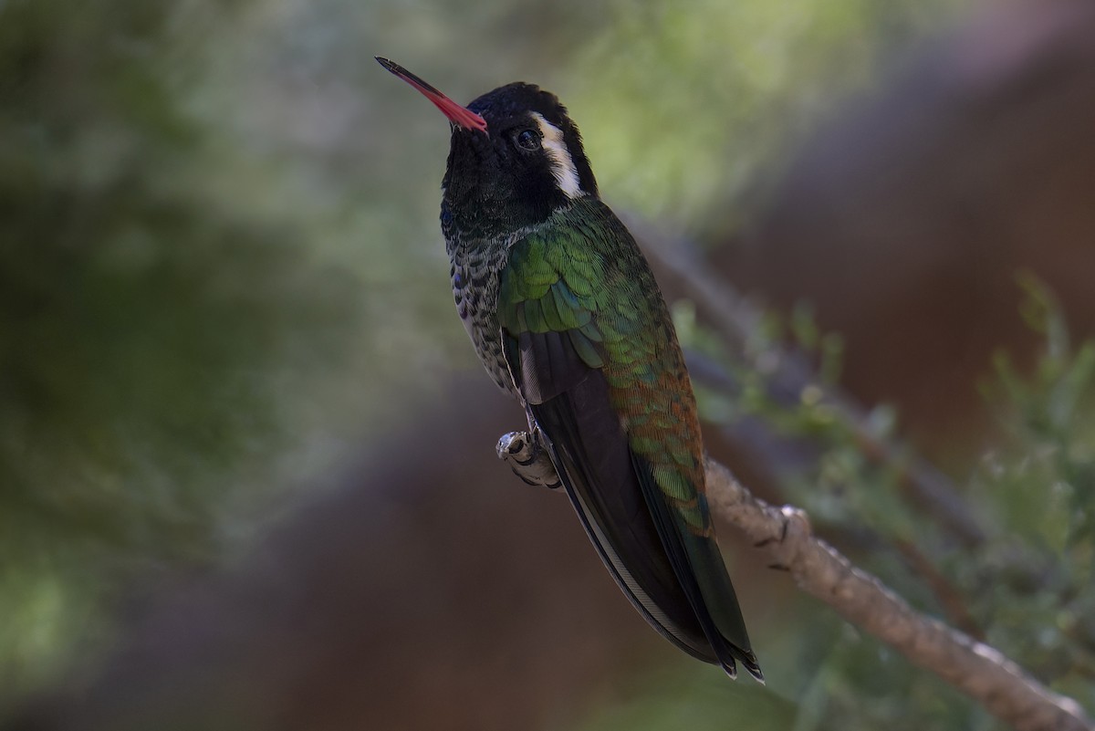 White-eared Hummingbird - ML643606483