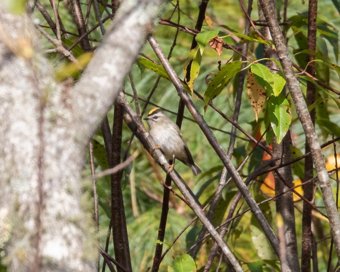 Golden-crowned Kinglet - ML643606490