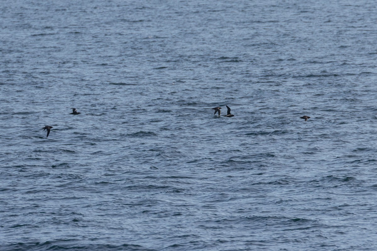 Short-tailed Shearwater - ML643606498