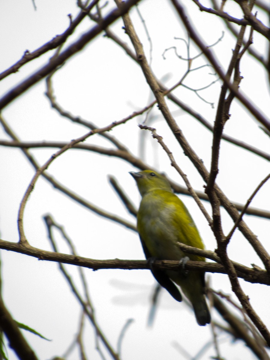 Purple-throated Euphonia - ML643606503