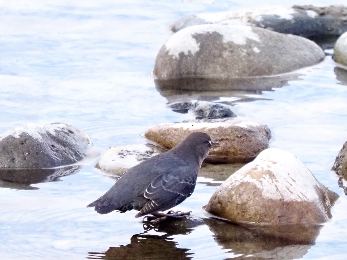 American Dipper - ML643606505