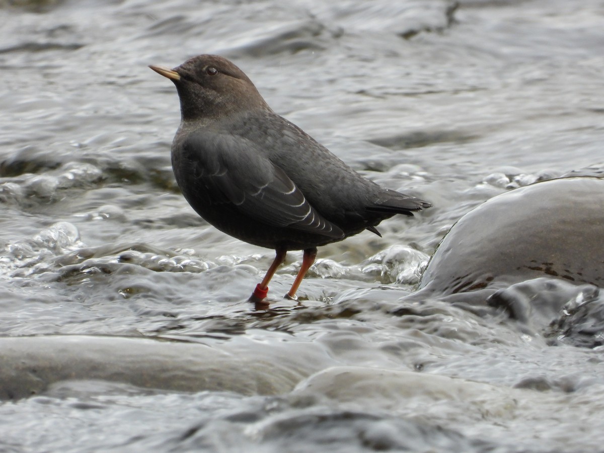 American Dipper - ML643606533