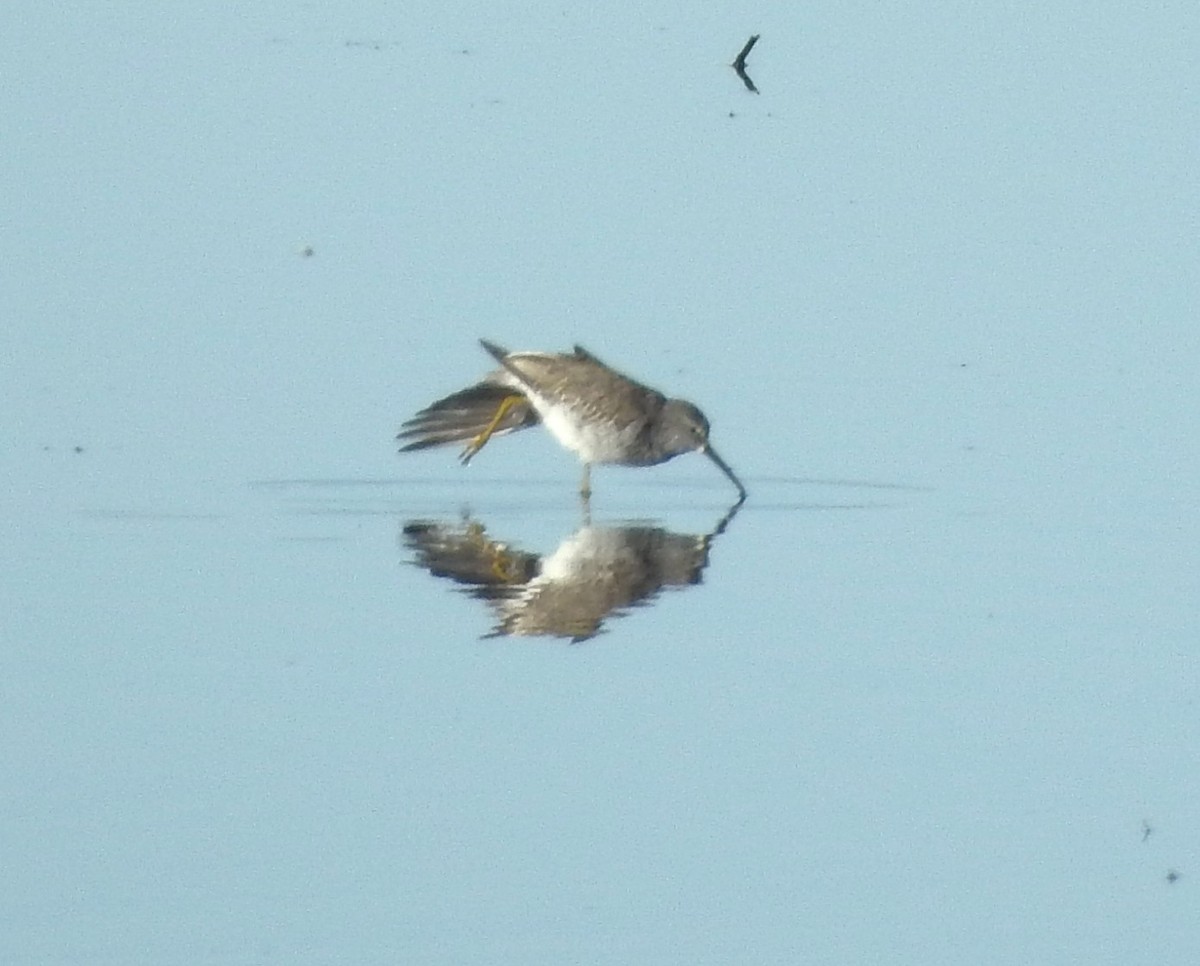 Stilt Sandpiper - ML643606546
