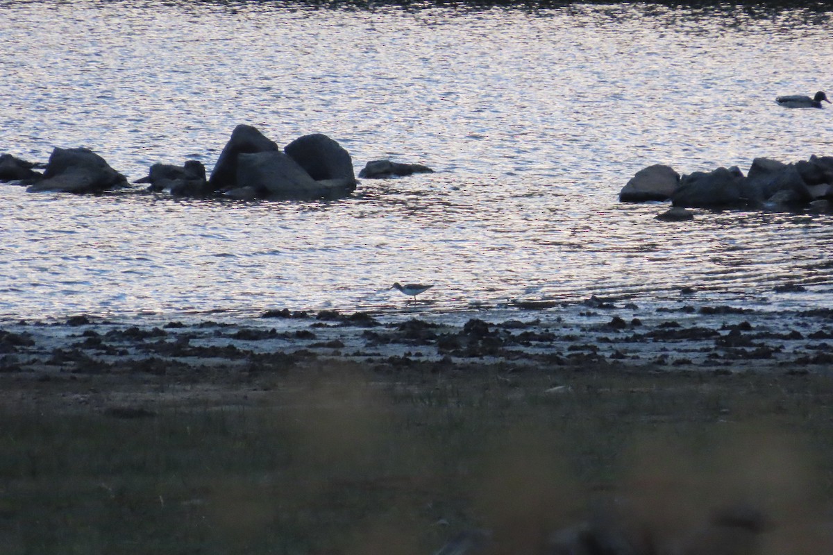Common Greenshank - ML643606570