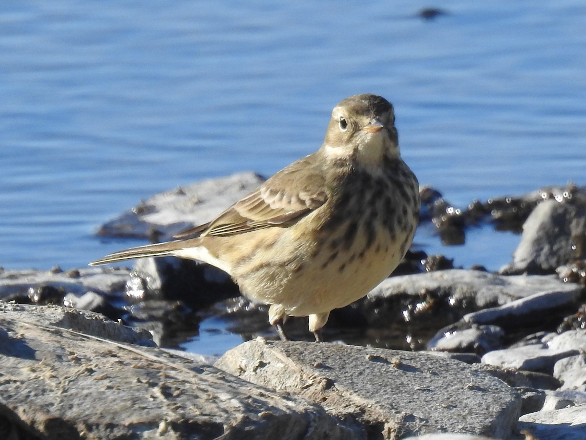 American Pipit - ML643606575