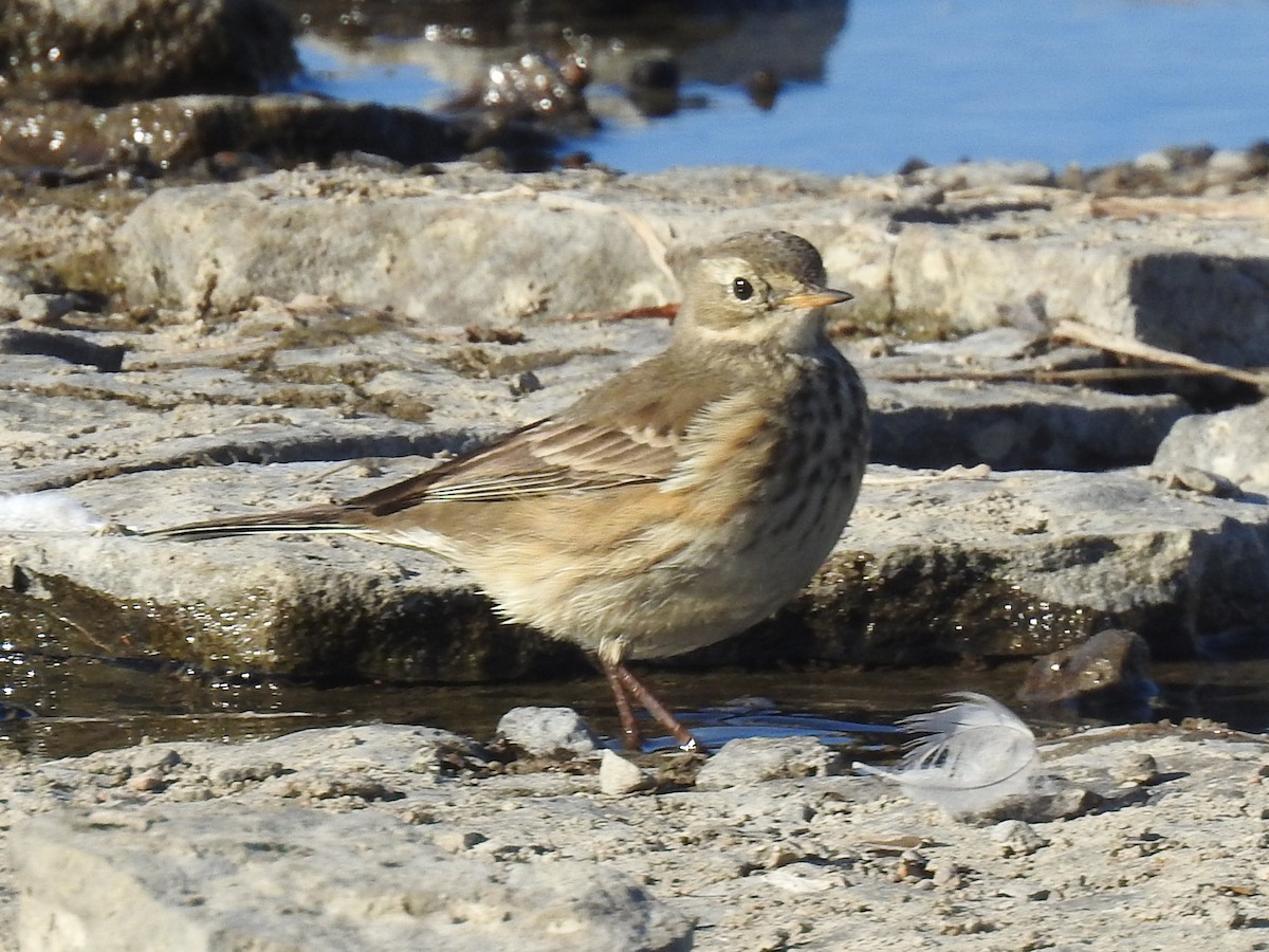 American Pipit - ML643606576