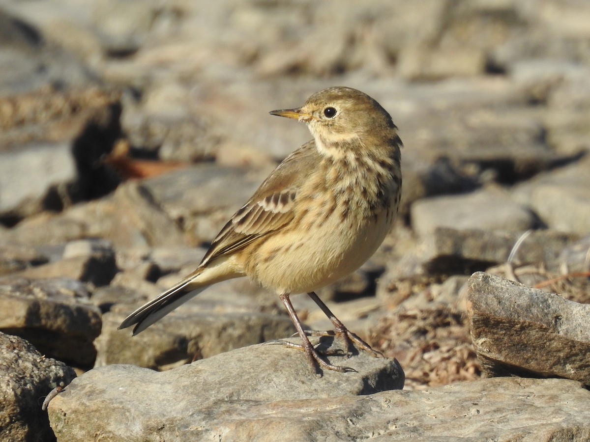American Pipit - ML643606577