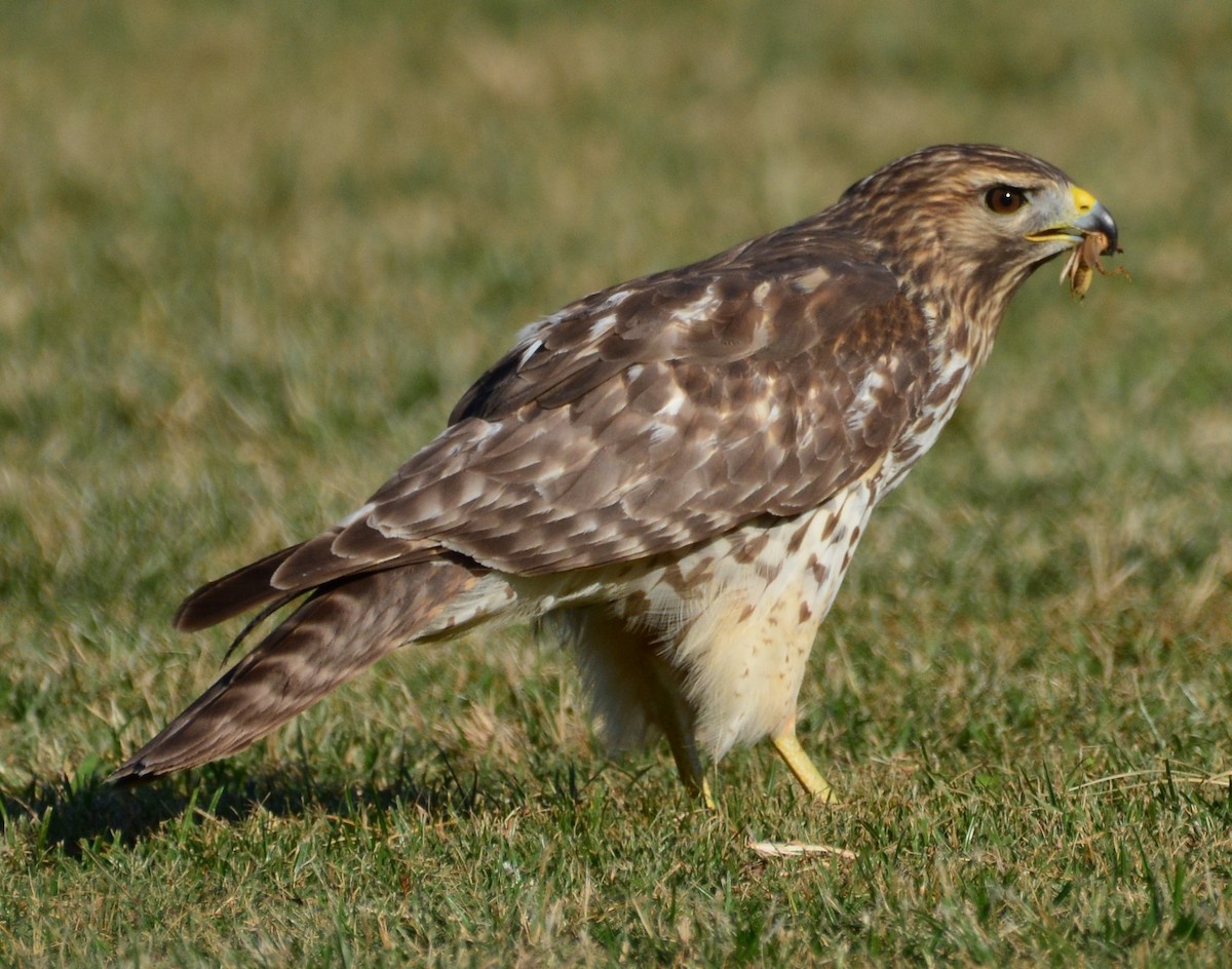 Red-shouldered Hawk - ML643606612