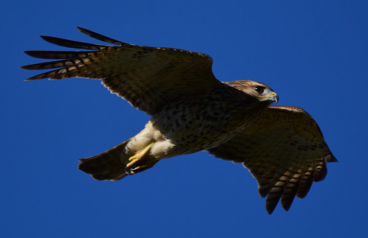 Red-shouldered Hawk - ML643606625