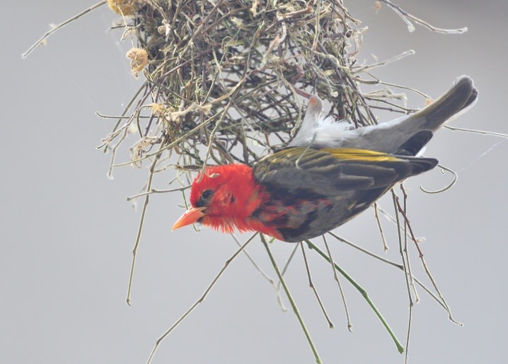 Red-headed Weaver - ML643606631