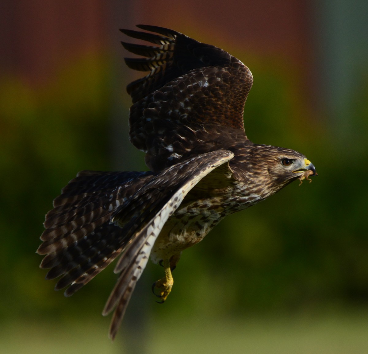Red-shouldered Hawk - ML643606634