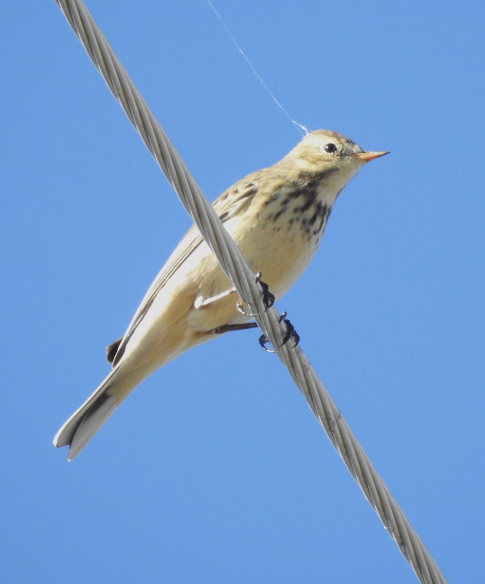 American Pipit - ML643606635