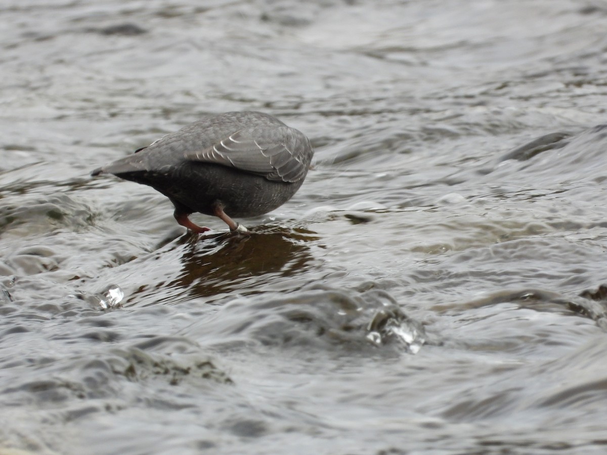 American Dipper - ML643606636