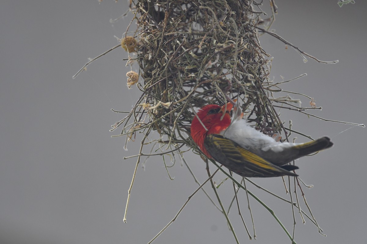 Red-headed Weaver - ML643606650