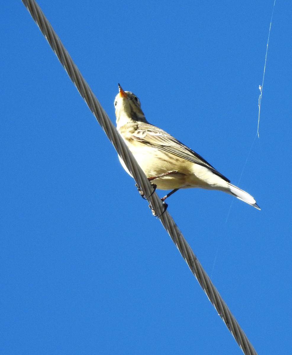 American Pipit - ML643606656