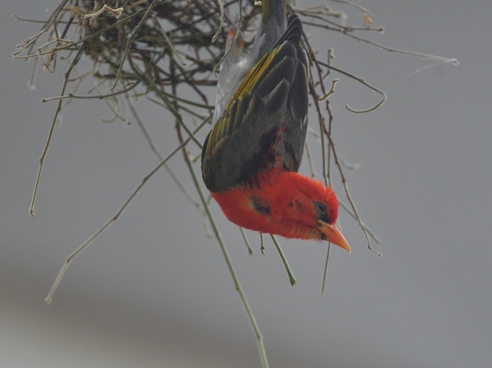 Red-headed Weaver - ML643606658