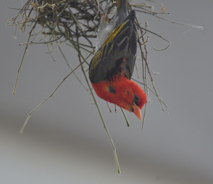 Red-headed Weaver - ML643606661