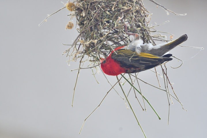 Red-headed Weaver - ML643606720