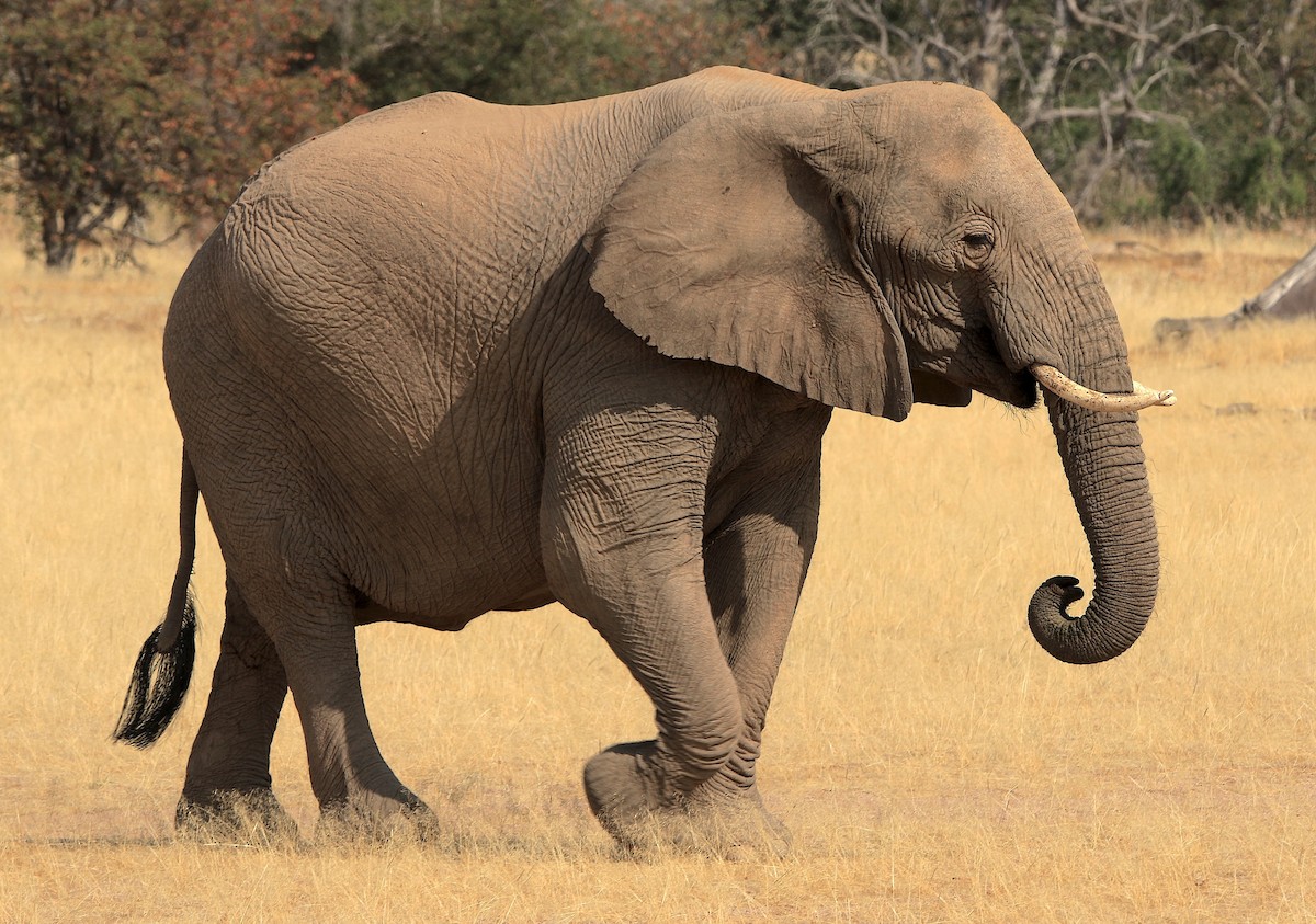 African Savanna Elephant - ML643606723