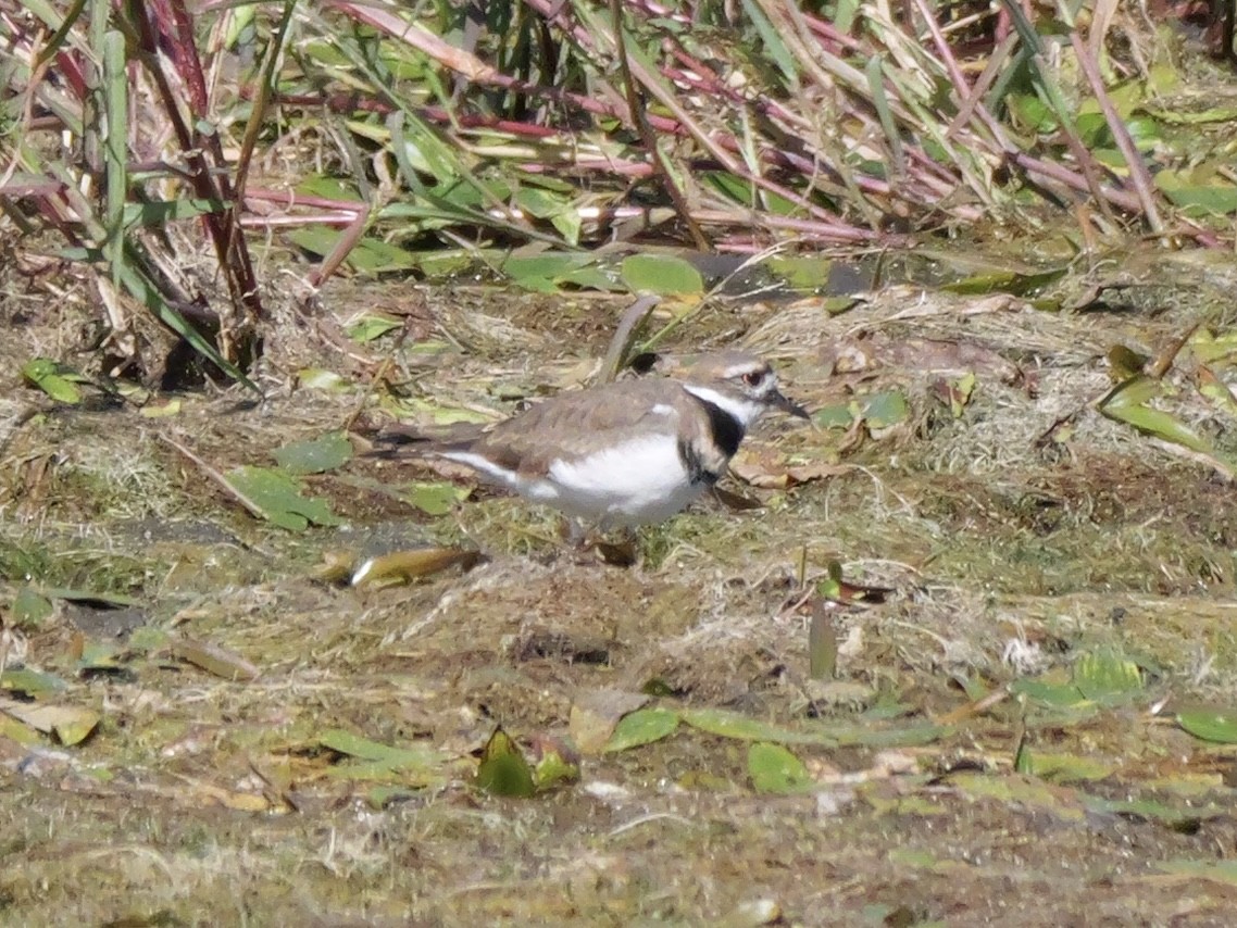 Killdeer - ML643606728