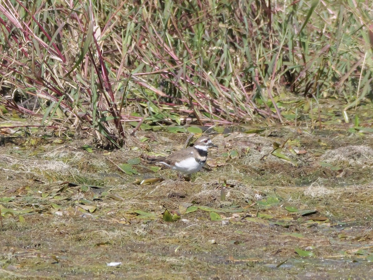Killdeer - ML643606729