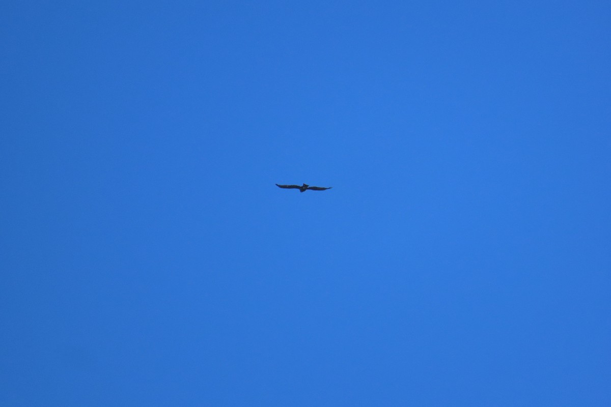 Golden Eagle - ML643606744