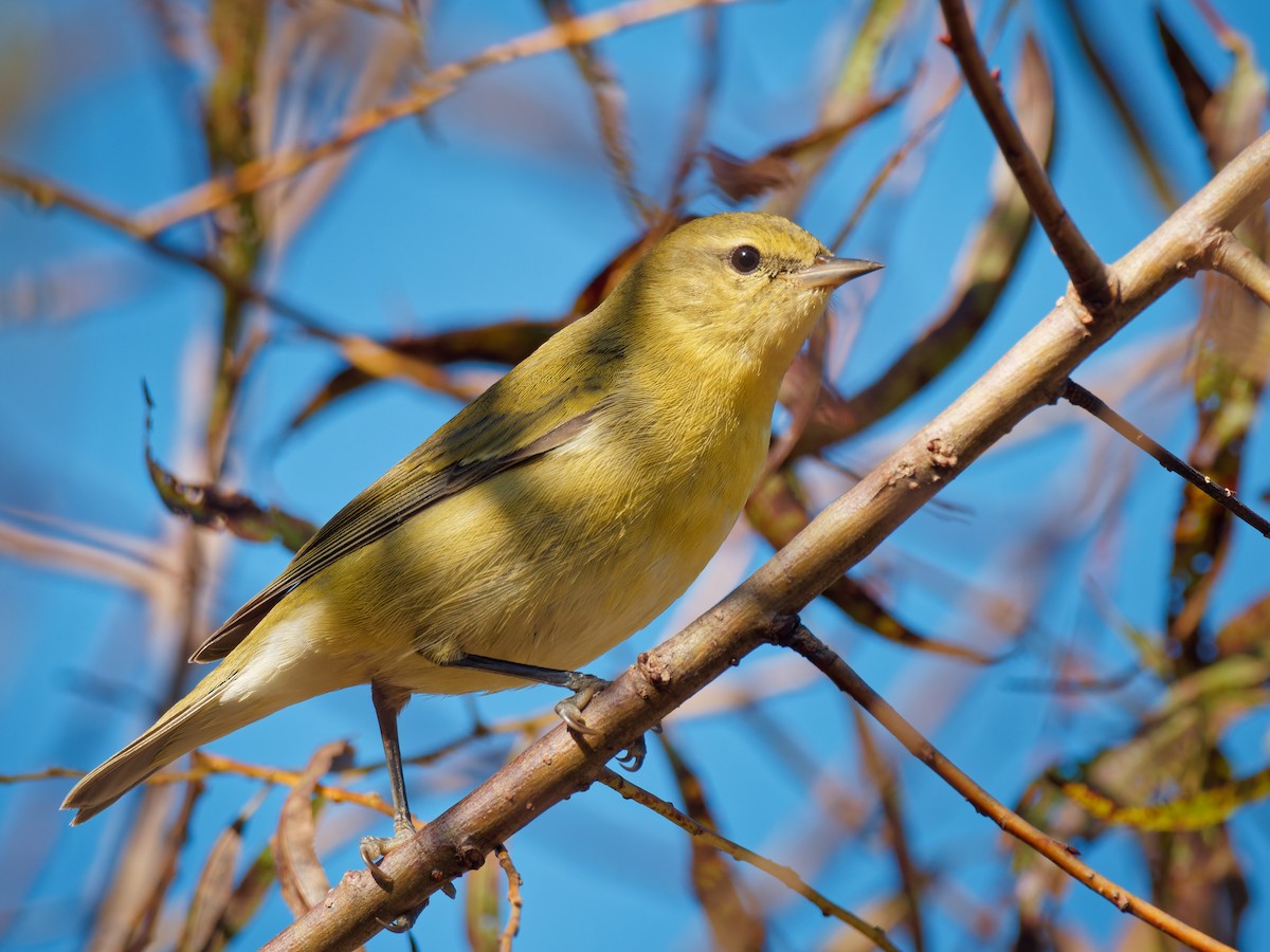 Tennessee Warbler - ML643606755