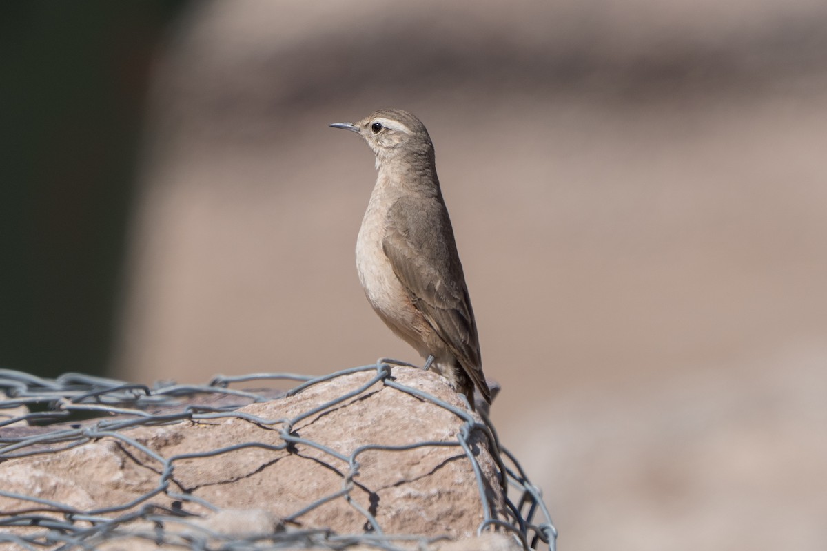 Rufous-banded Miner - ML643606761