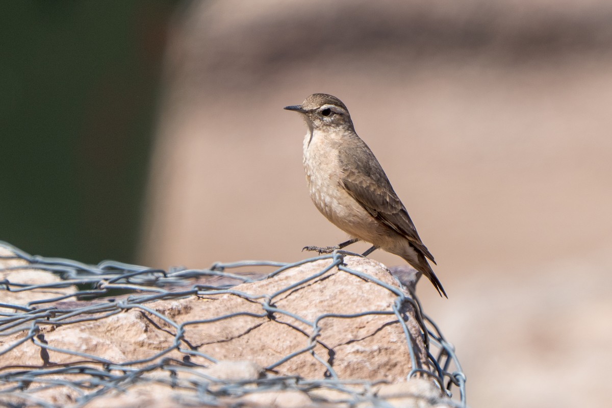 Rufous-banded Miner - ML643606762