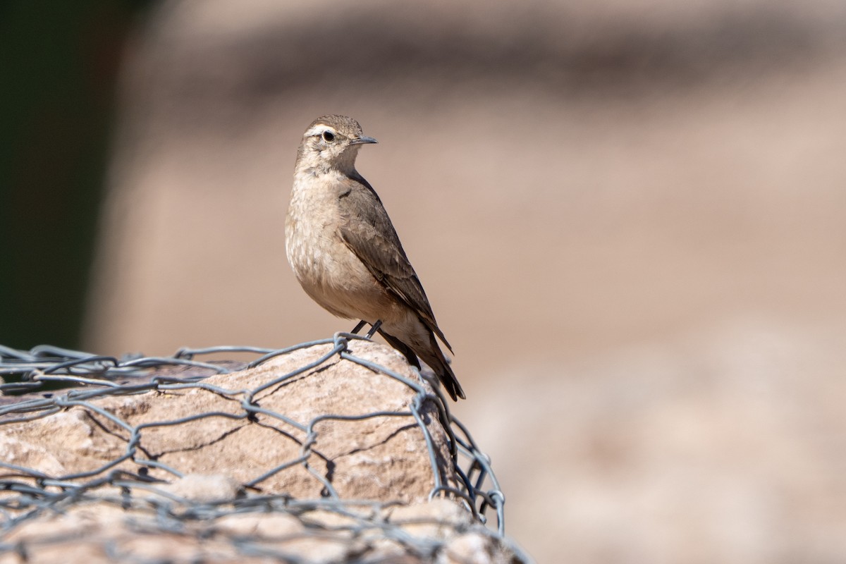 Rufous-banded Miner - ML643606763