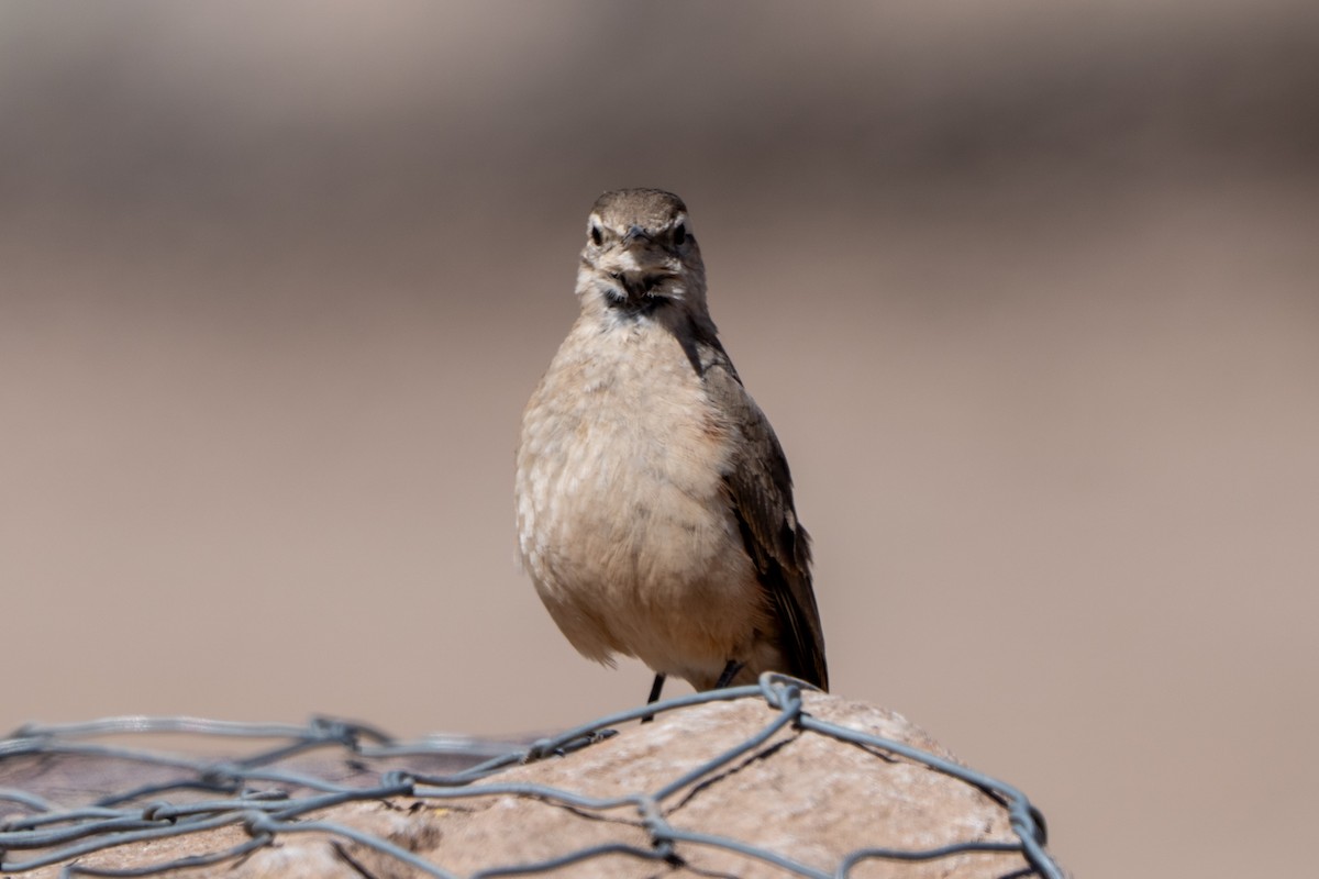 Rufous-banded Miner - ML643606764