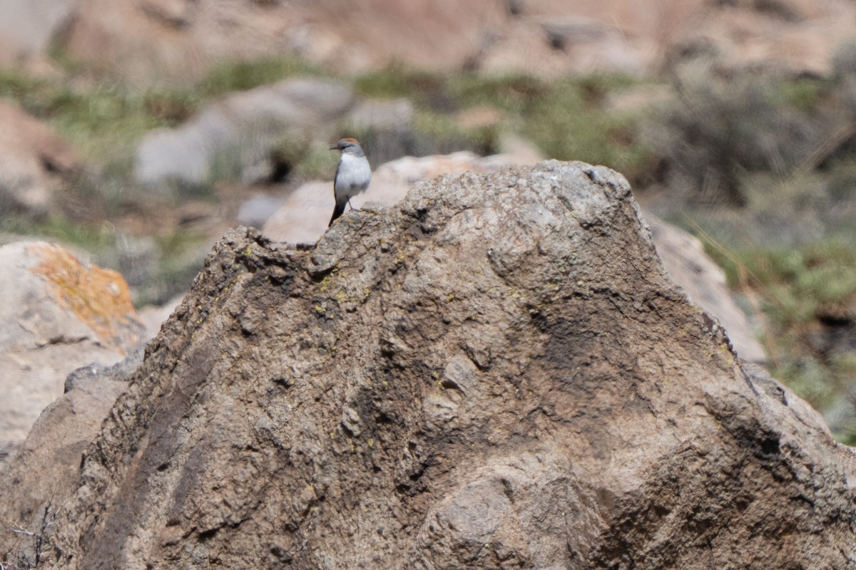 Rufous-naped Ground-Tyrant (Rufous-naped) - ML643606768