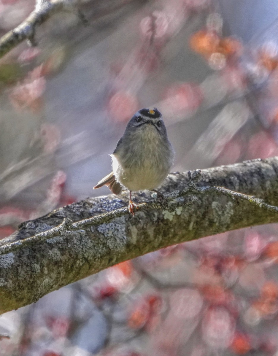 Golden-crowned Kinglet - ML643606769