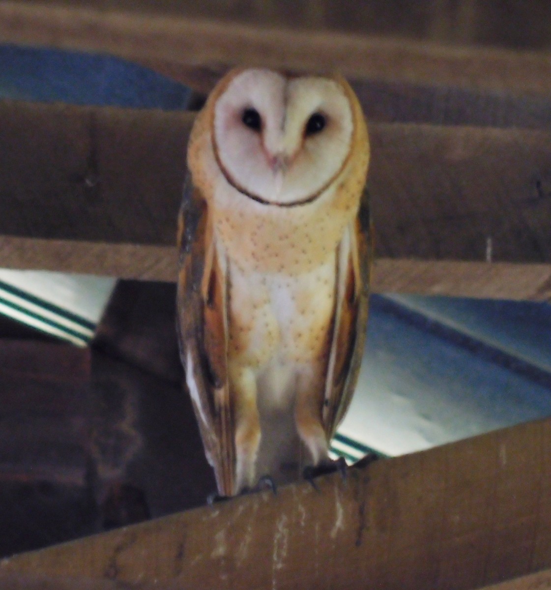 American Barn Owl - ML643606774