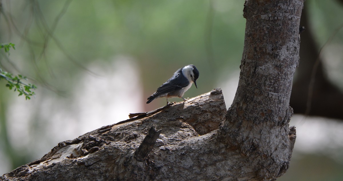 White-breasted Nuthatch - ML643606777