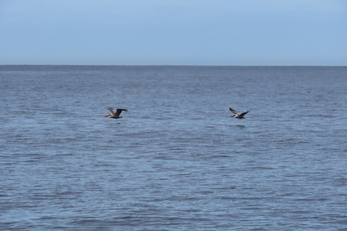 Brown Pelican - ML643606781
