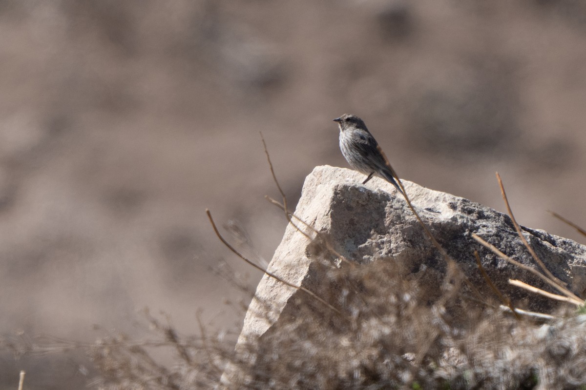Plumbeous Sierra Finch - ML643606798