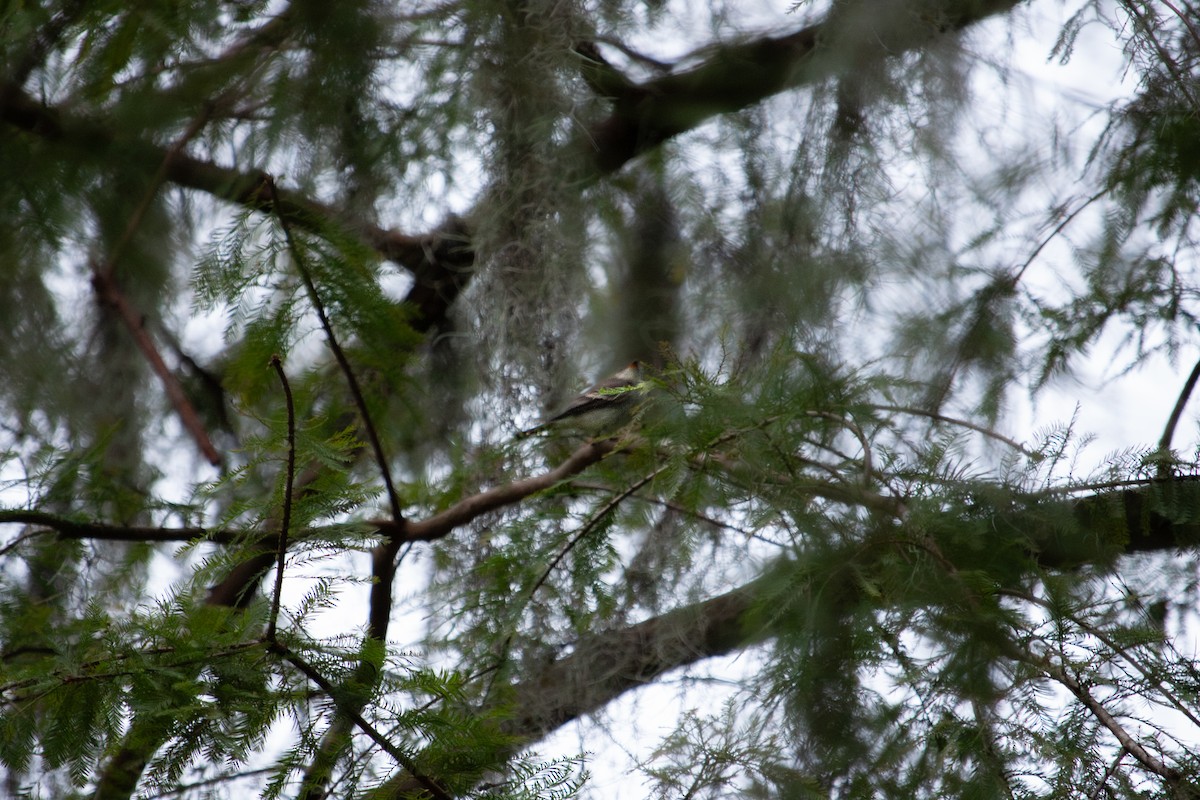 Eastern Wood-Pewee - ML643606799
