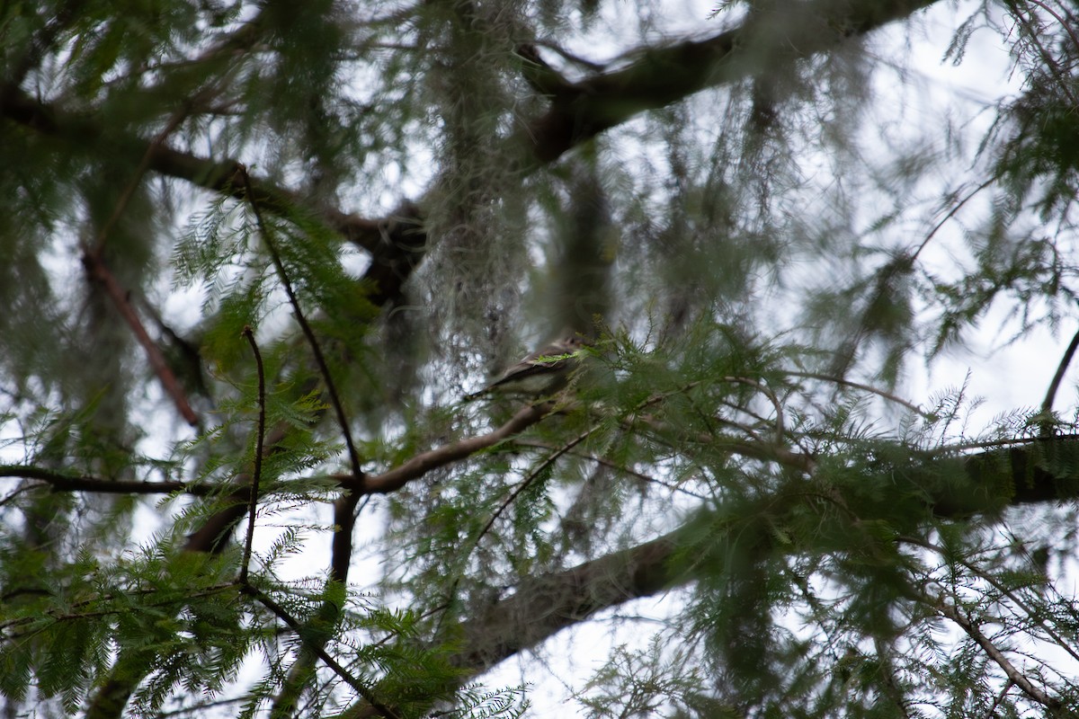 Eastern Wood-Pewee - ML643606800