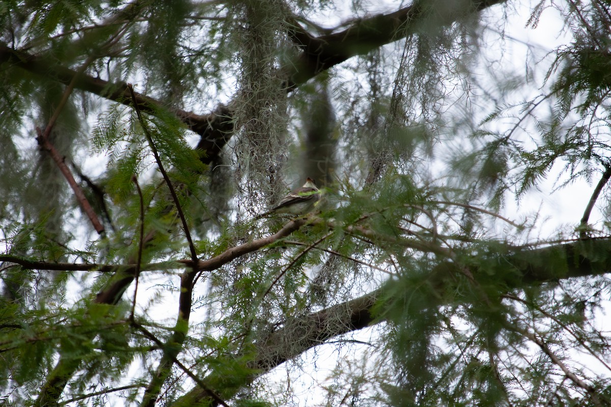 Eastern Wood-Pewee - ML643606801