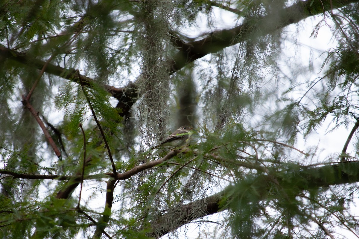 Eastern Wood-Pewee - ML643606802